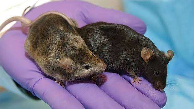 Descubren un gen que podría ser clave en el tratamiento del alcoholismo