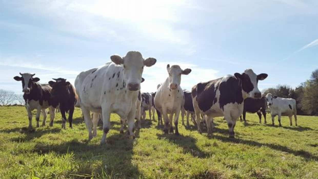 Vacas en la explotación ecológica de la marca Casa Grande de Xanceda