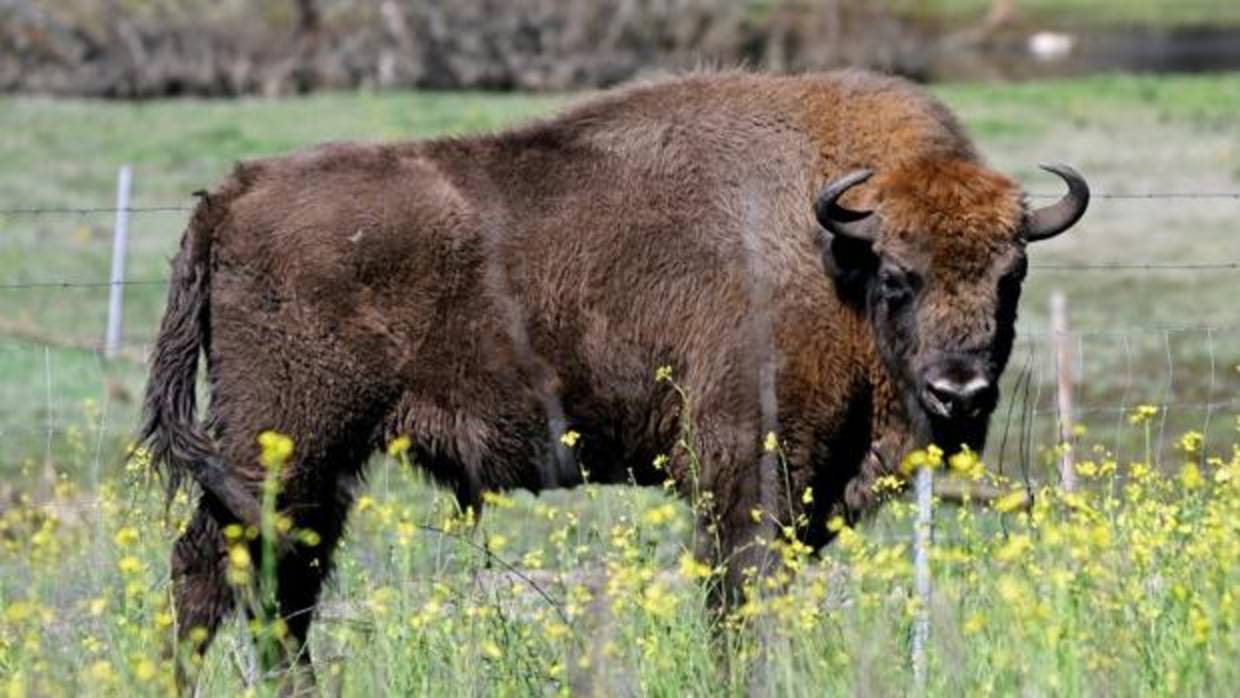 Uno de los bisontes europeos que han llegado desde Polonia a Segovia