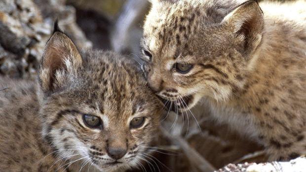 Detectan la primera camada salvaje de lince ibérico nacida en 2018 en Castilla-La Mancha