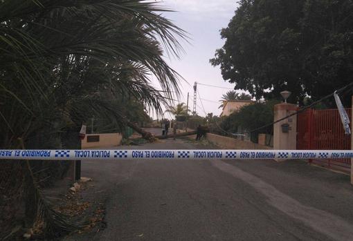 Imagen de una palmera tumbada por el viento en Elche