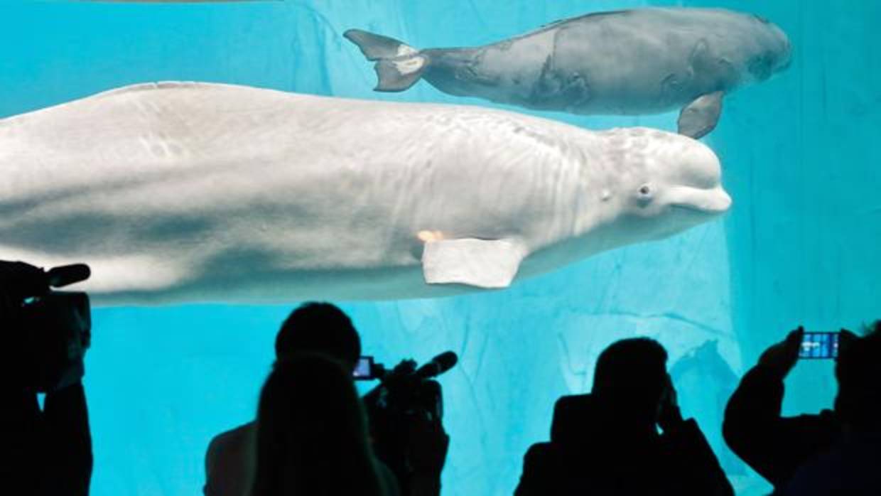 La beluga Kylu, la última cría que nació en el Oceanogràfic de Valencia, junto a su madre