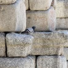 Las palomas, otro problema para la construcción