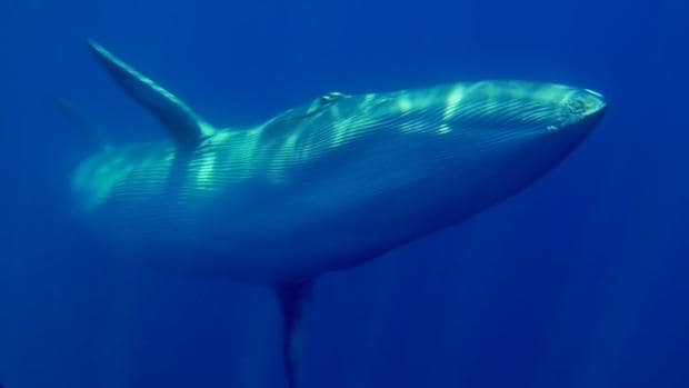 Clip Natura: La ballena rorcual