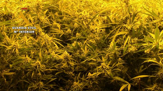 Detenida una mujer en Alcaudete de la Jara por elaborar y cultivar marihuana