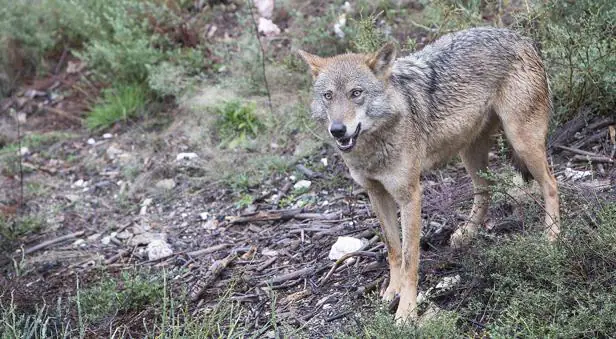 El TSJ suspende la caza del lobo al norte del Duero