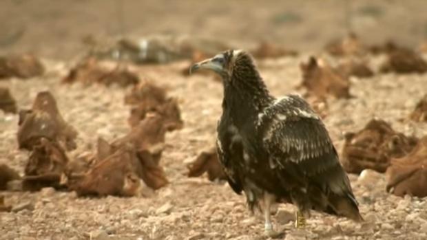 El buitre egipcio que colonizó Canarias tiene cualidades superiores a los de sus semejantes en la Península