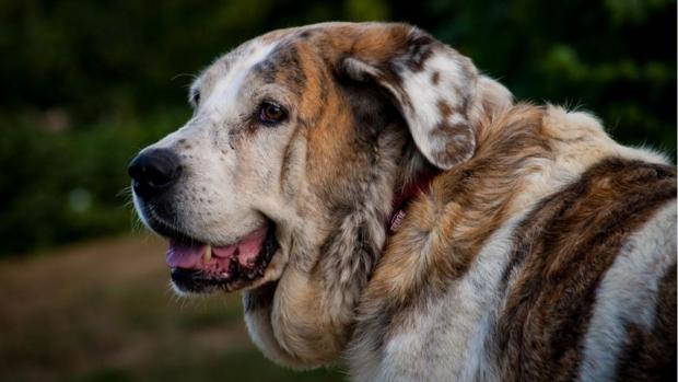 Piden pena de prisión y expulsarle de su casa durante cuatro años por los ladridos de su perro