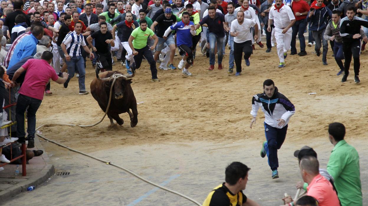 El toro enmaromado de Benavente (Zamora) en su edición de 2018