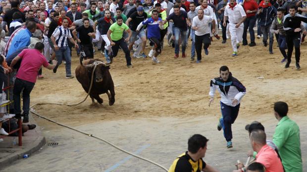 El toro enmaromado de Benavente completa una carrera limpia en 50 minutos