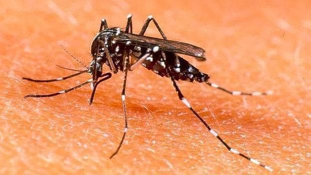 Una plataforma alertará en Cataluña sobre el riesgo de contagio de Zika y Dengue por mosquito tigre