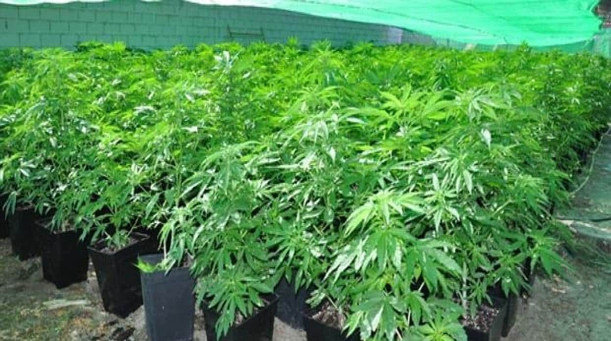 Se han incautado 765 plantas de cannabis sativa