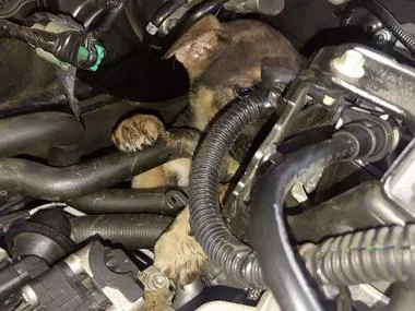 El cachorro Turbo entre los tubos y cables del coche