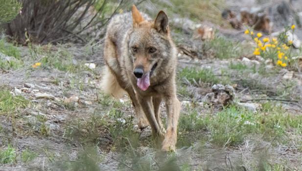 Denunciado un palentino por tratar de vender en internet un lobo congelado