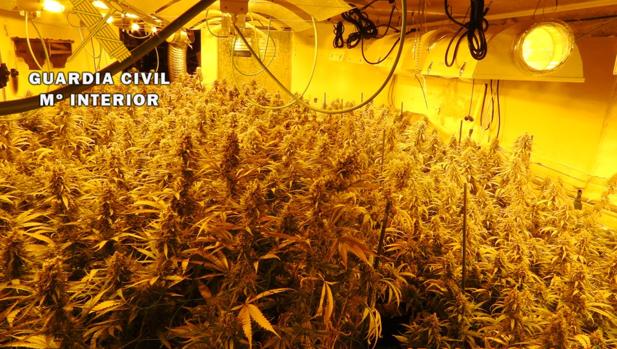 Detenidas dos personas por cultivar 211 plantas de marihuana en una vivienda de Casarrubios del Monte