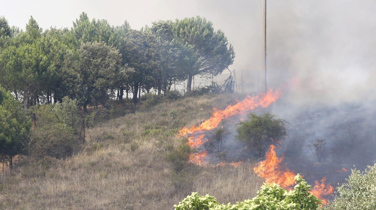 Las huellas de un caballo han ayudado a investigar a los autores de un incendio en Burgos