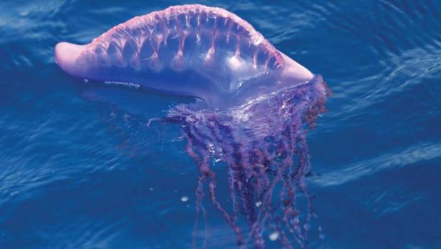 Localizan la segunda carabela portuguesa en dos días en Valencia