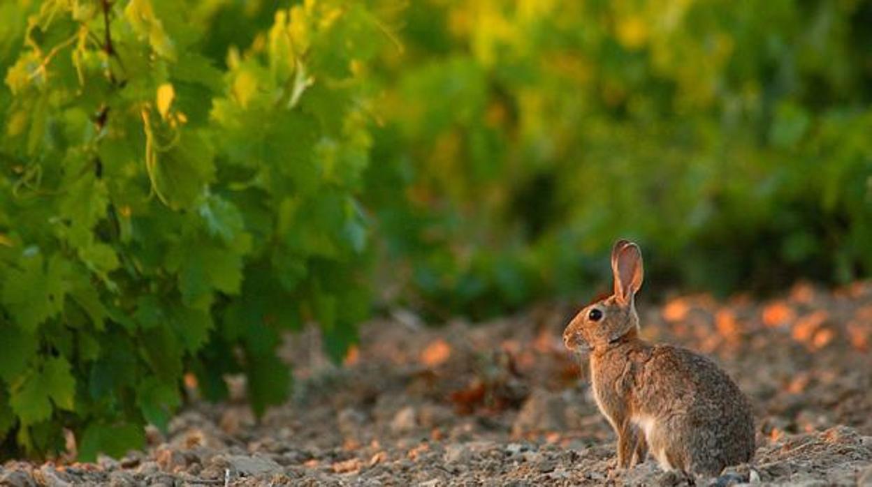 Un conejo junto a las viñas de una parcela