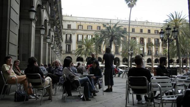 Muere la palmera más alta de Barcelona