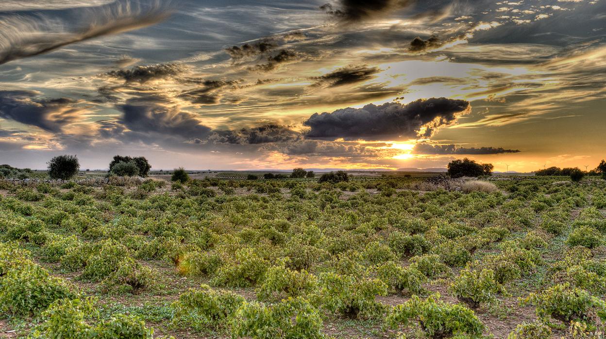 Vieños de una de las bodegas de Castilla-La Mancha