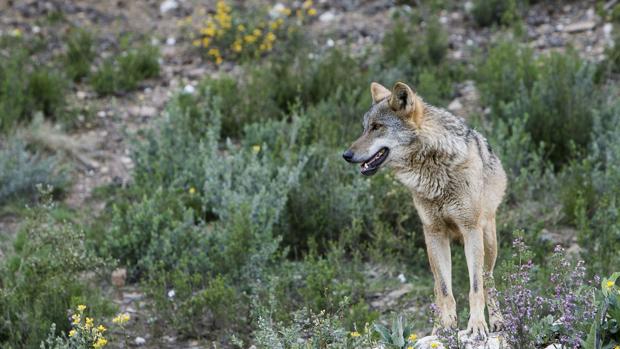 Cinco ovejas muertas y tres heridas por el ataque de un lobo en un pueblo salmantino