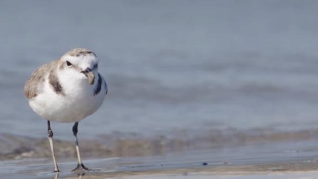 Chorlitejo, el pájaro que bloquea el gran proyecto de eólica marina de ACS en Canarias