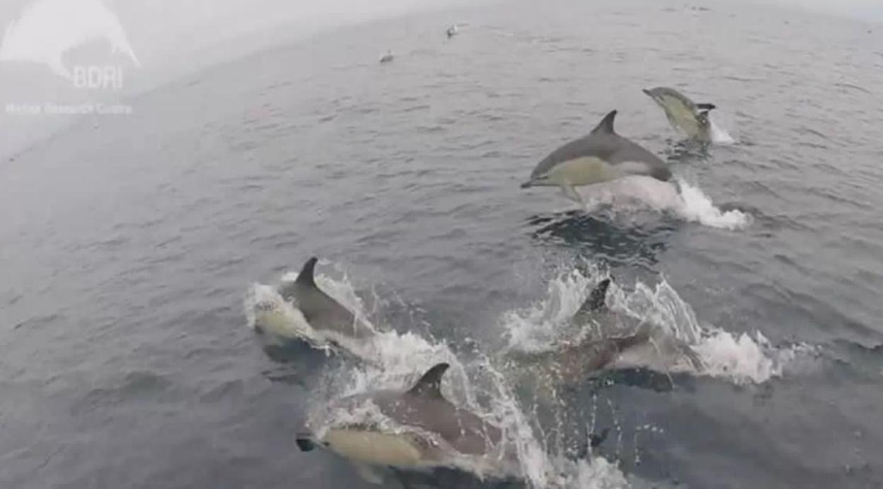 Vista de los delfines, muy cerca de las Islas Cíes
