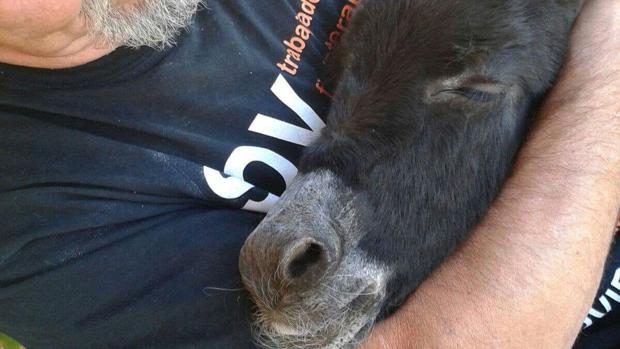 La intrahistoria de Margarita, la burra muerta por el disparo de un cazador