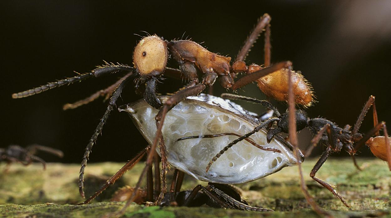 Foto de archivo de dos hormigas atacando una presa