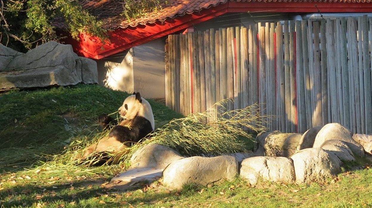 Oso panda gigante, recostado en su parcela al atardecer