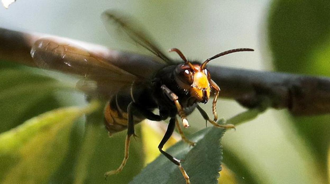 Una avispa asiática o velutina