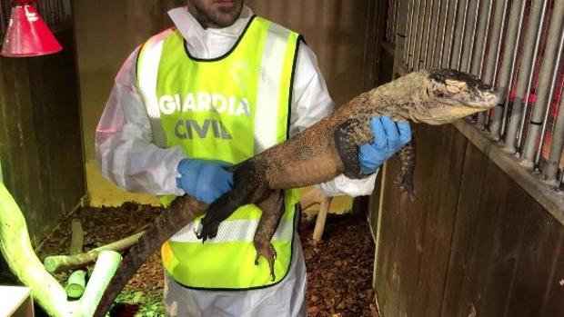 La Guardia Civil rescata en Barcelona al primer dragón de Komodo criado ilegalmente en Europa