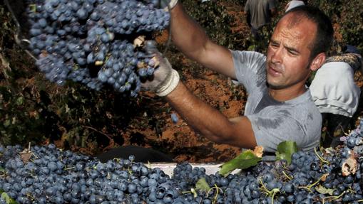 Imagen de las uvas de Requena