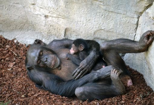 Imagen de la cría cimpancé descansando junto a su madre