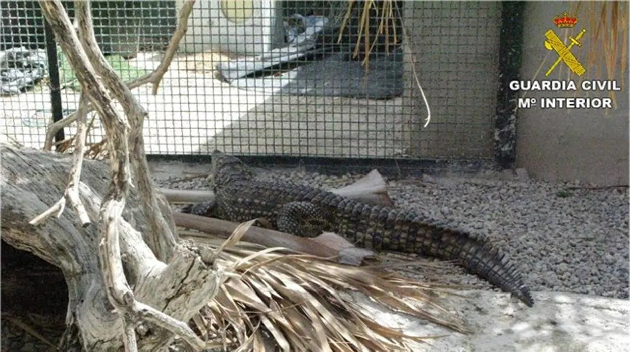 El Seprona localiza un criadero ilegal de reptiles en Alicante con 40 ejemplares