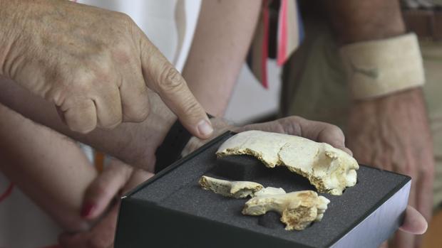 Atapuerca quiere reconstruir a Sara, una adolescente de hace 300.000 años