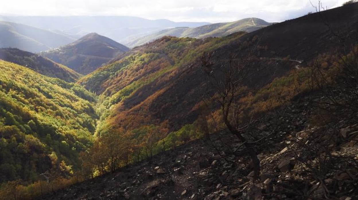 Monte quemado en la zona de montaña de los Ancares en Lugo
