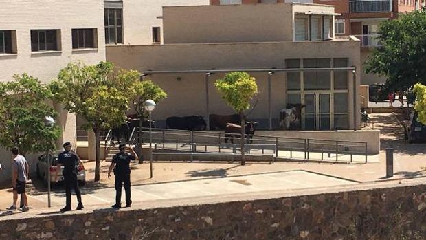 Capturan en un aparcamiento a los dos últimos toros escapados en la Vall d'Uixó