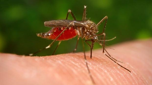 Identifican por primera vez España un mosquito asiático transmisor del «virus del Nilo»