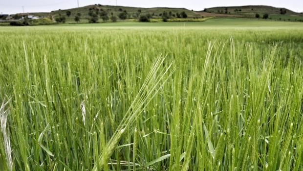 Los agricultores agradecen «la mediación ante el Señor» del obispo de Ávila por las lluvias