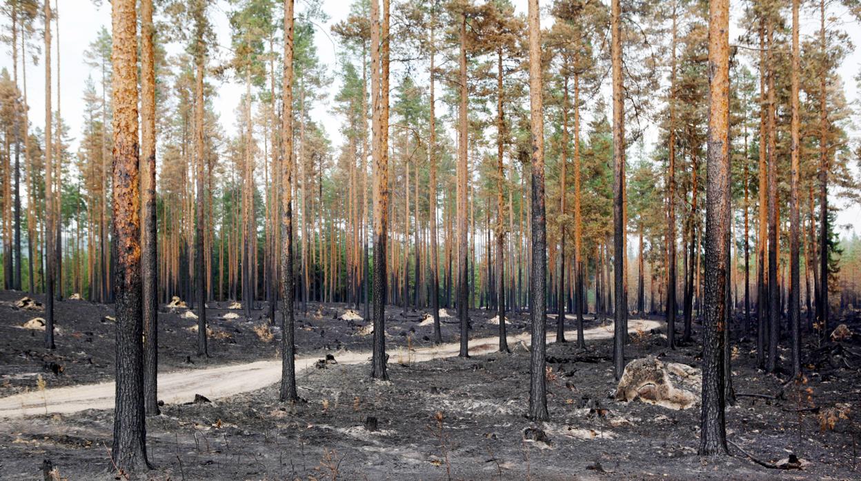 Bosque arrasado por el fuego