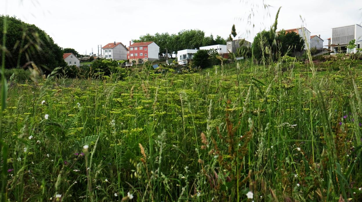 Acumulación de maleza en una finca próxima a un núcleo urbano