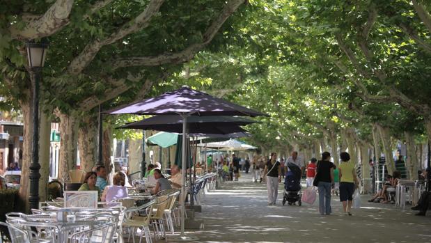 Un informe alerta del peligroso estado de la mayor arboleda urbana de Calatayud