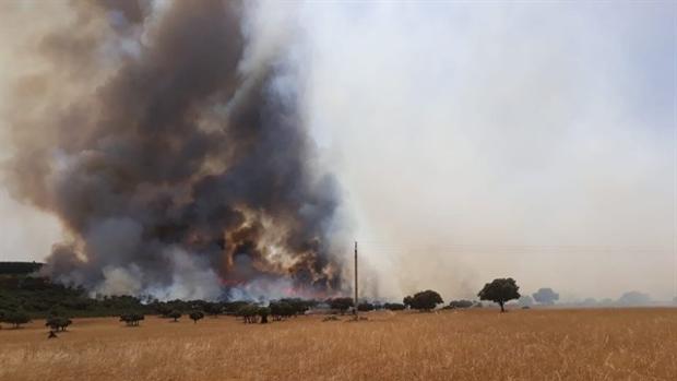 Controlado un incendio en una zona de bosque de Almuradiel