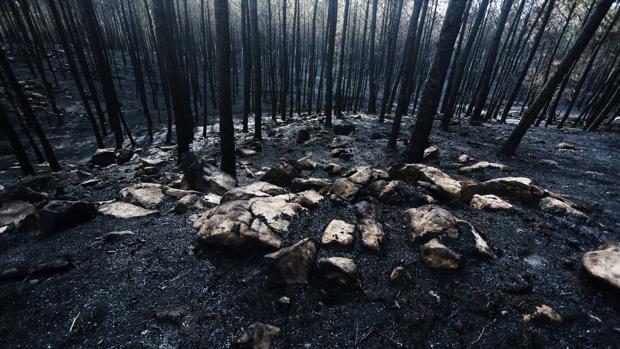 La unidad imposible contra los incendios