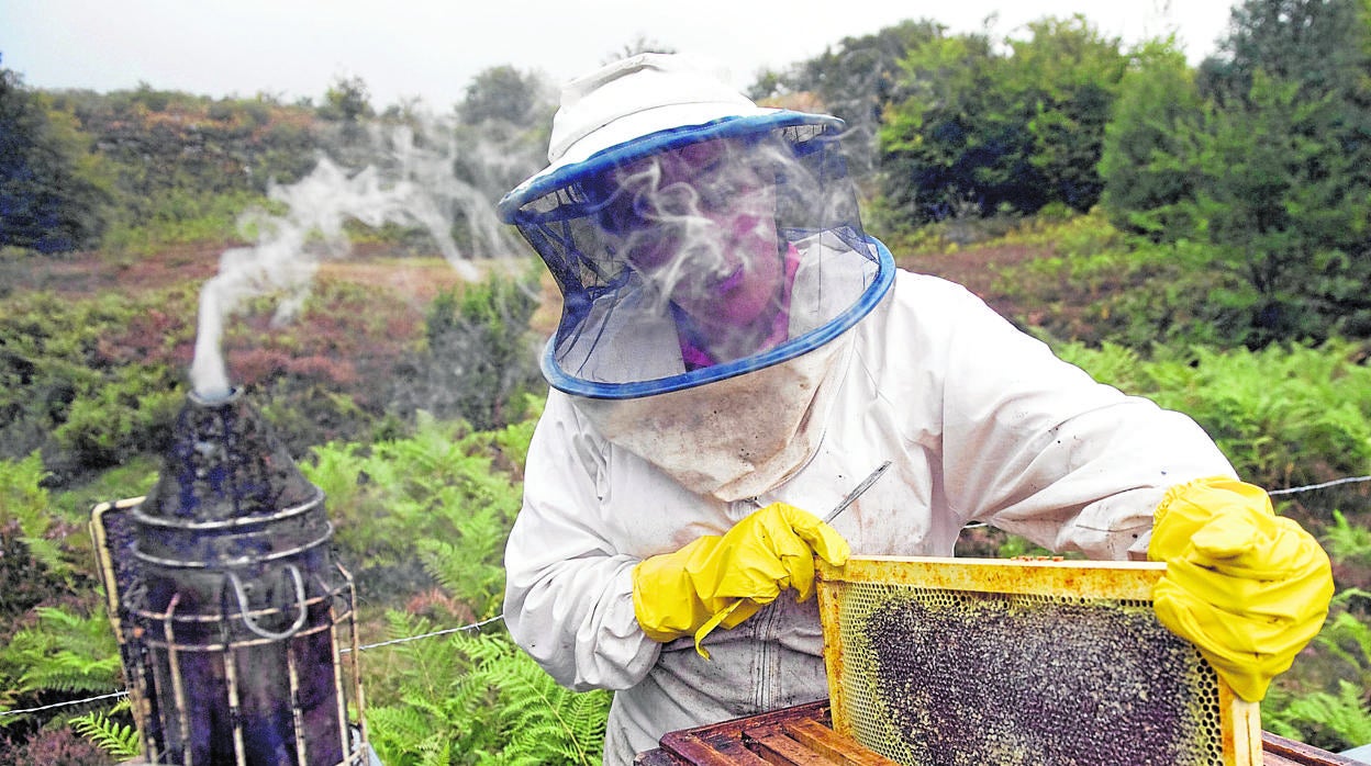 El avispón asiático afecta a la producción de miel en Castilla y León