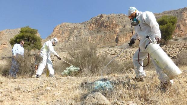 Castilla-La Mancha iniciará un plan para erradicar el cactus de Arizona en Tobarra