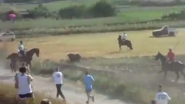 Pacma denuncia el atropello de un toro en un encierro por el campo en Centenera