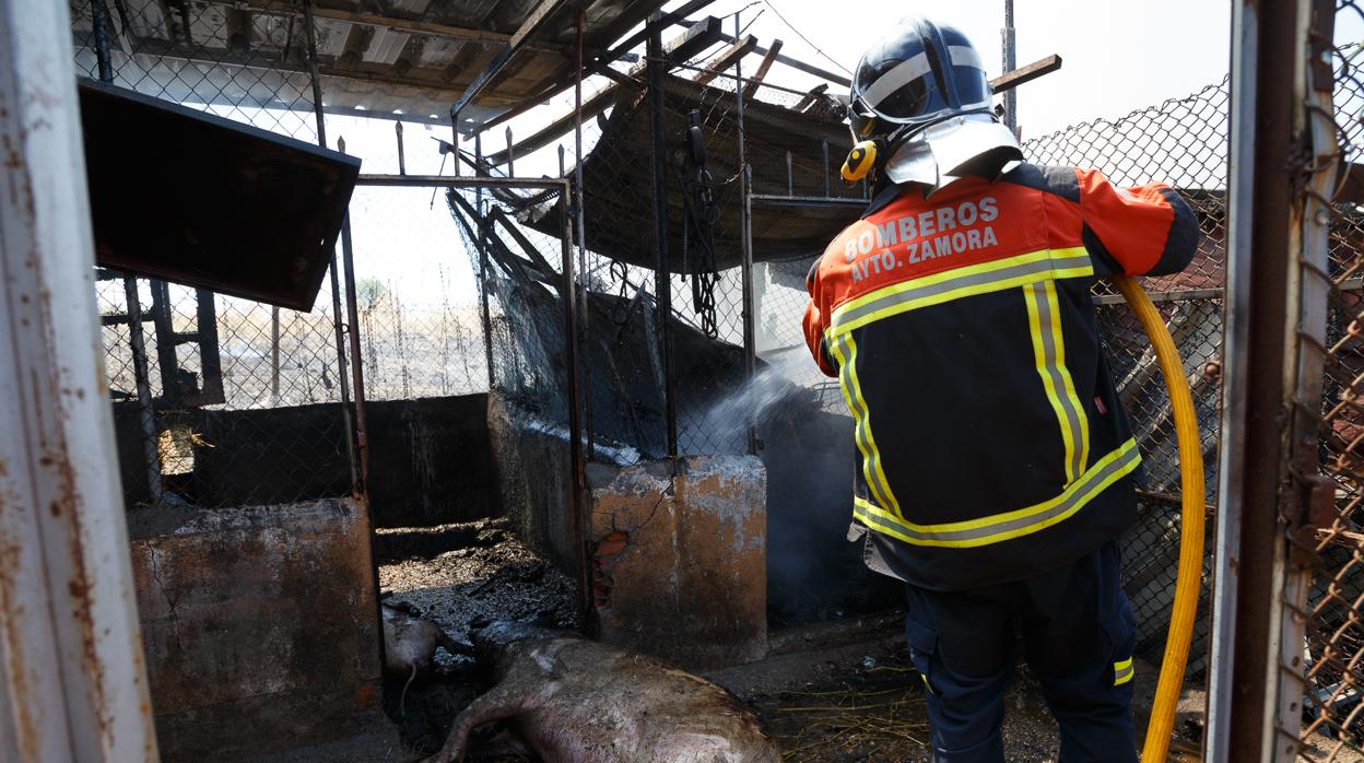 Un incendio en una edificación de la carretera de la Hiniesta se salda con tres marranos muertos