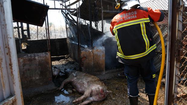 Un incendio mata a tres cerdos en Zamora